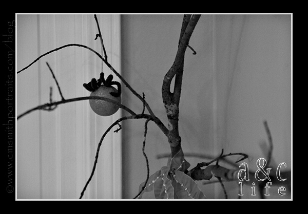 Jesse2n3-021 Jesse2n3-021